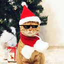 Crypto OrangeCat