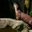 Nutria.Finance